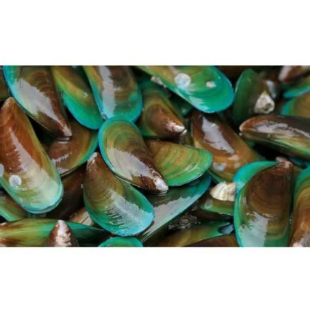 

Grosir kerang hijau segar murah