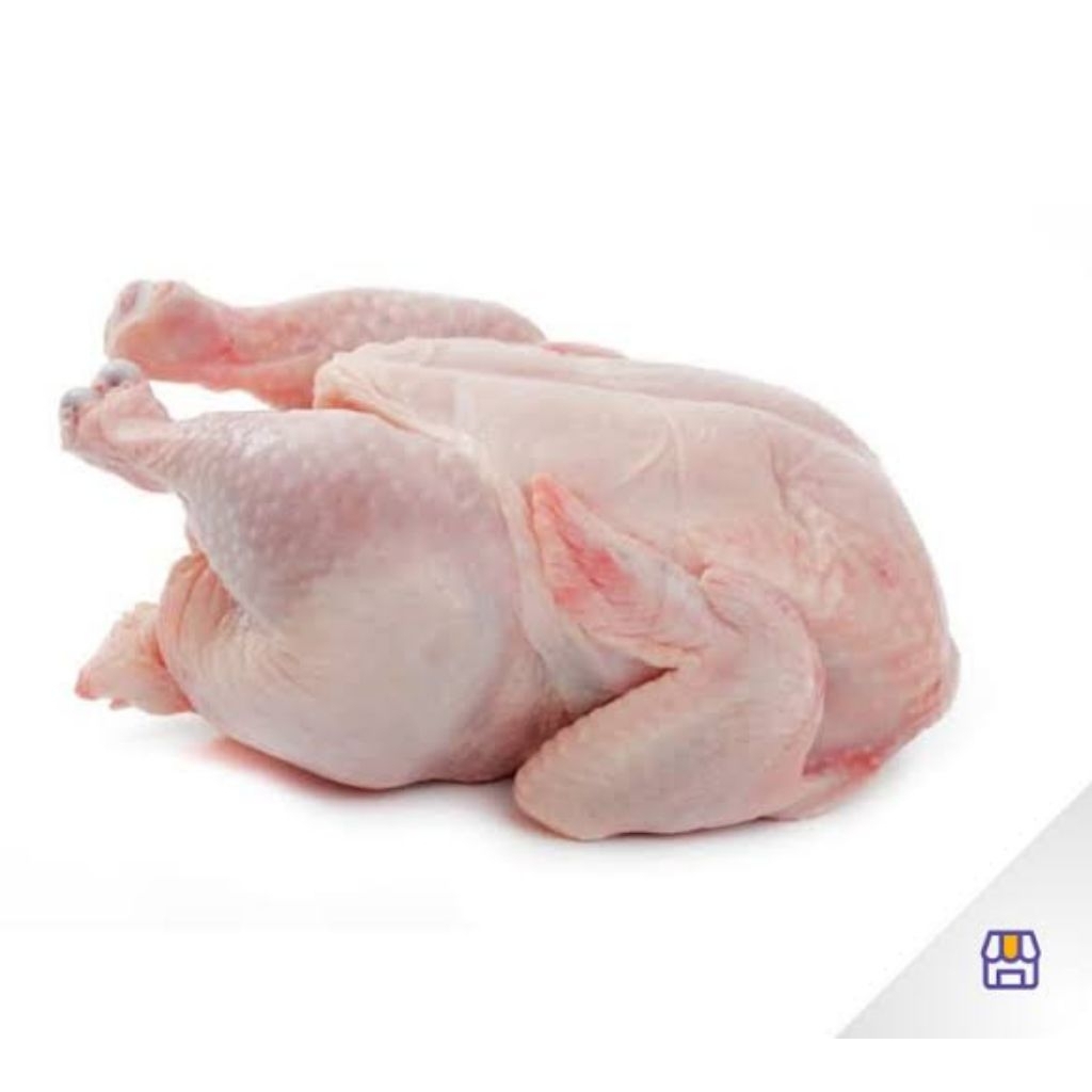 

ayam broiler termurah 1 ekor
