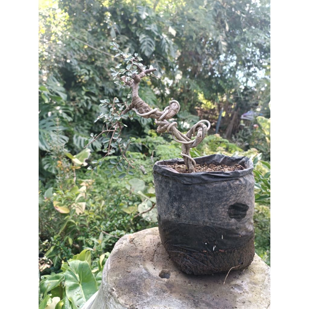 Bahan Bonsai Ulmus Micro