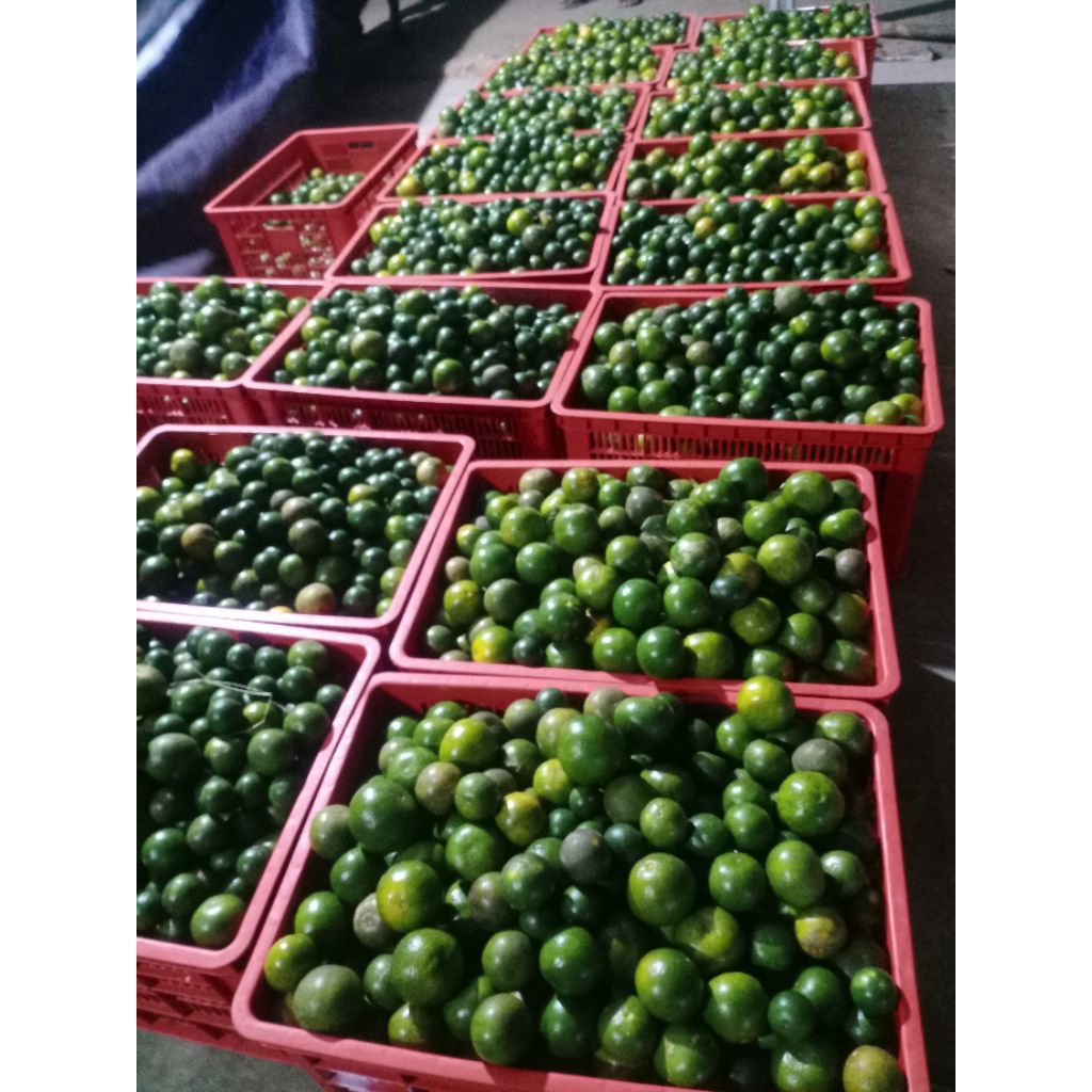 

Jeruk Peras kemasan 5kg Lebih hemat