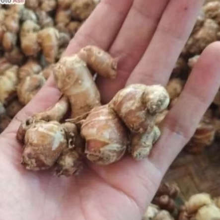 

Kencur segar, umbi kencur segar, untuk keperluan bumbu dapur, kesehatan,dll per250 gram