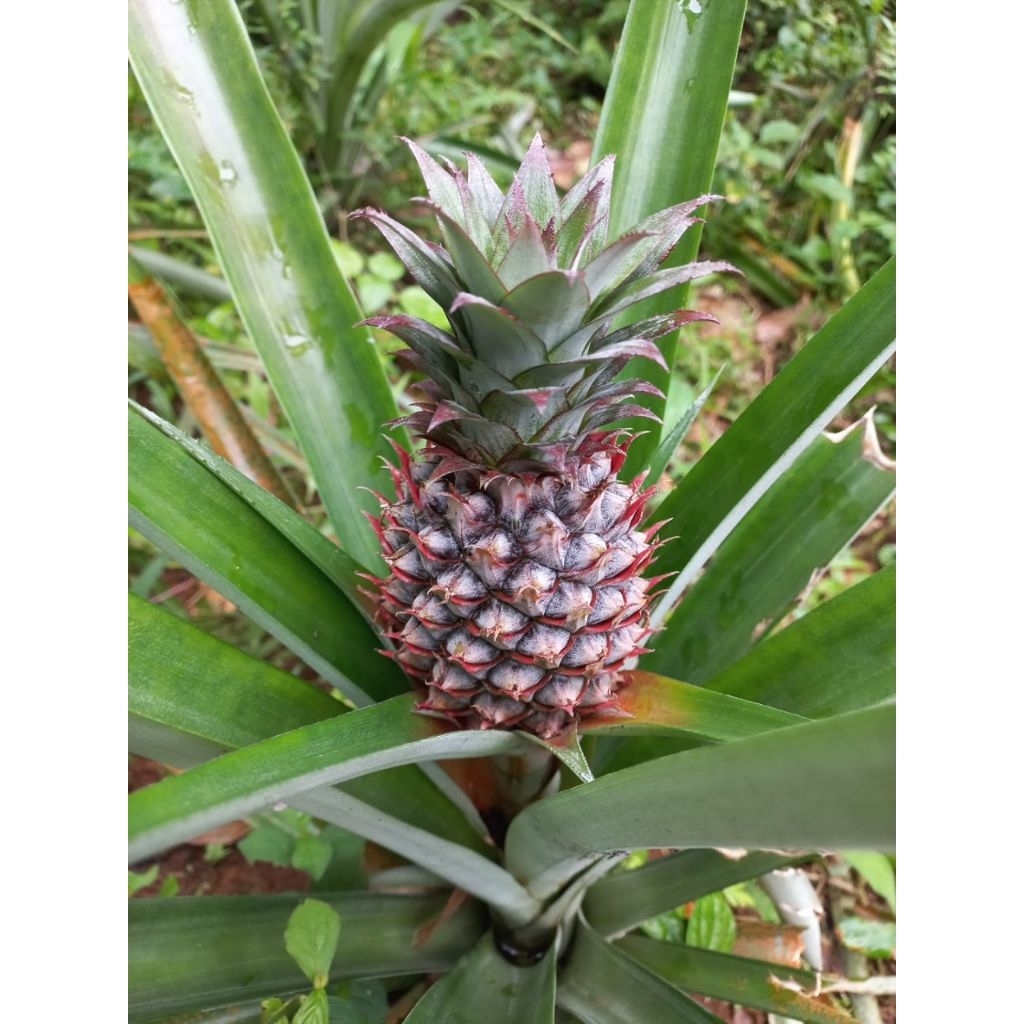 

Nanas muda Segarr dapat dibikin jus Buah Fress langsung di petik daru pohonnya per 1 Buah