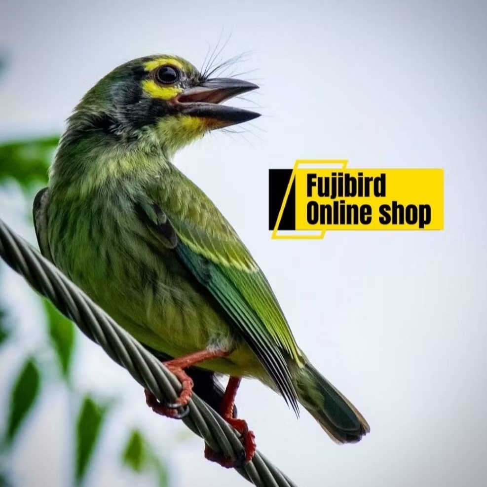 BURUNG TAKUR UNGKUT UNGKUT BETINA PLIHAN AVIARY