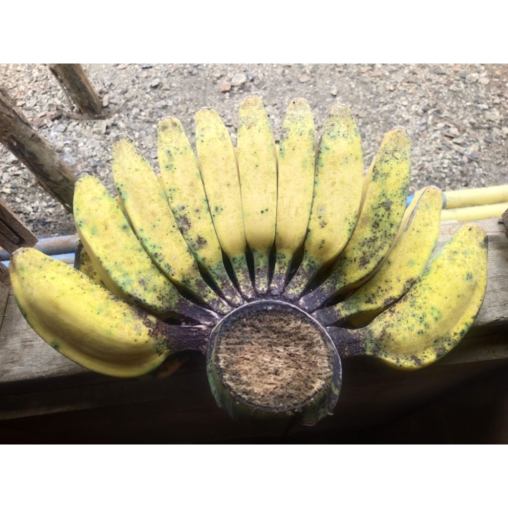 

PISANG KEPOK KUNING ( MANIS & LEGIT )