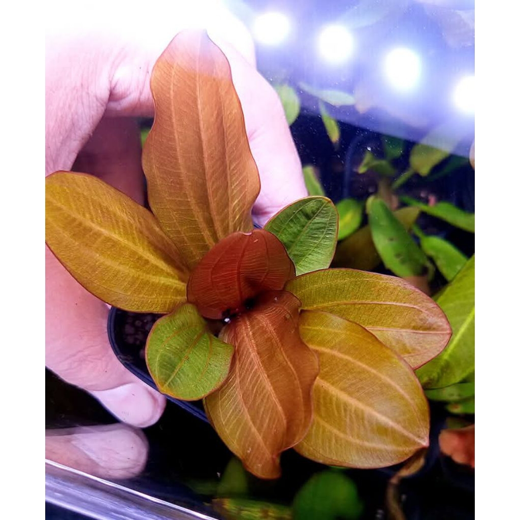 Tanaman Aquascape/Aquarium Low CO2 Echinodorus Ecinodorus Big Bear size M