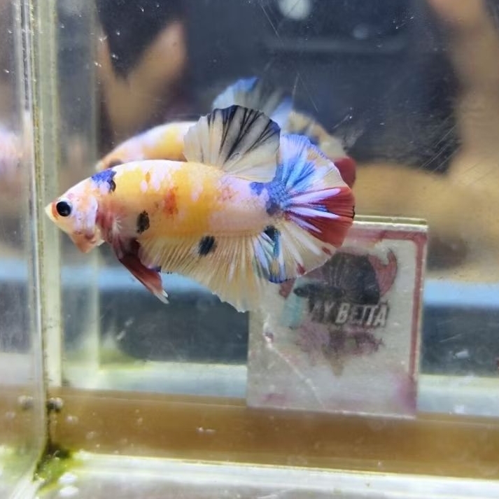 MULTICOLOUR YELLOW BASE, SIZE M