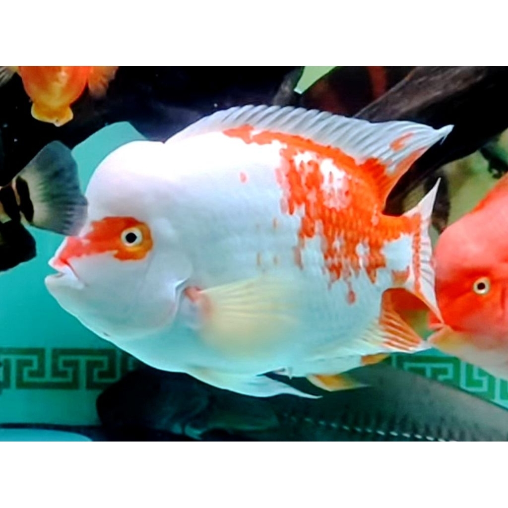 KINGKONG PARROT SANTA