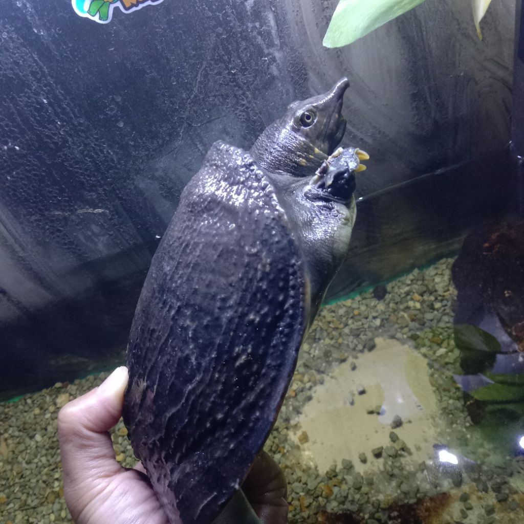 Pelet Bulus Amyda Labi Labi