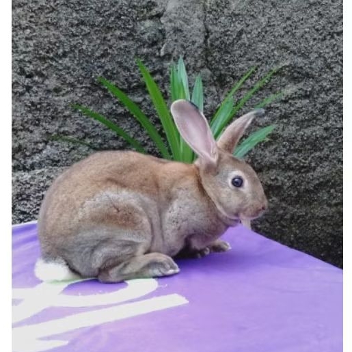 Kelinci hias Rex bulu karpet dewasa sepasang siap kawin (1).