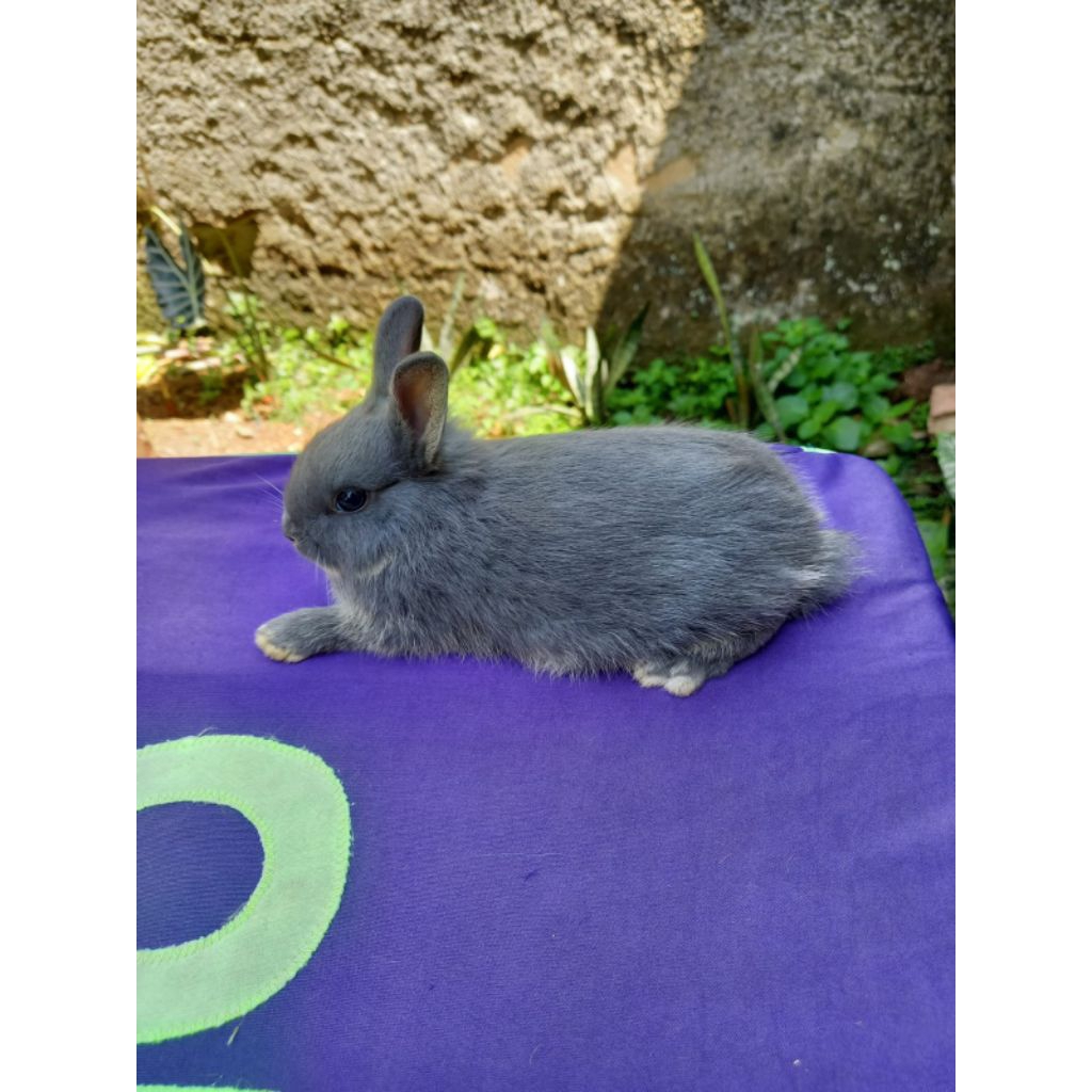 Kelinci hias mini Netherland Dwarf ND anakan betina (1).