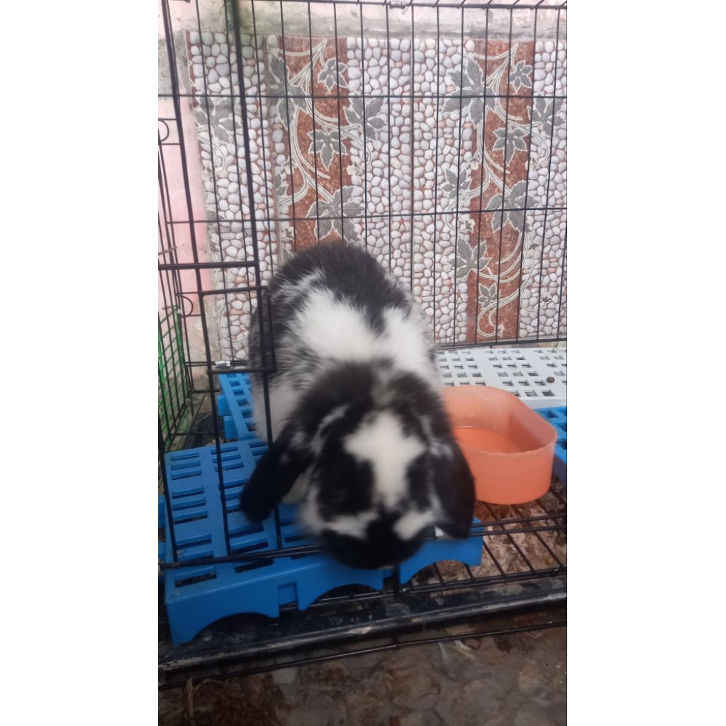 kelinci hias holland lop usia 7 bulan