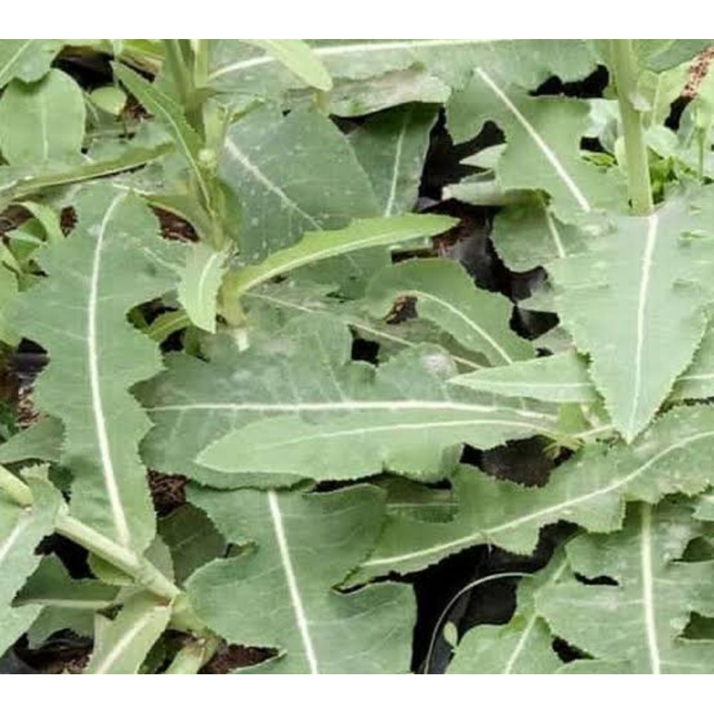 

Paket 1 kg daun tempuyung segar ready-az