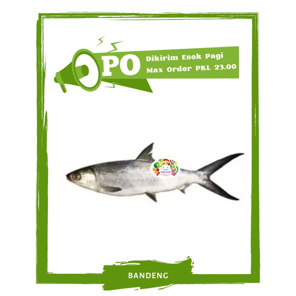 

Ikan Bandeng / Ikan Segar PO Mallahrizwa