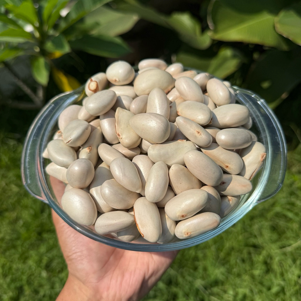 

biji beton nangka 1 kg pilihan bersih fresh