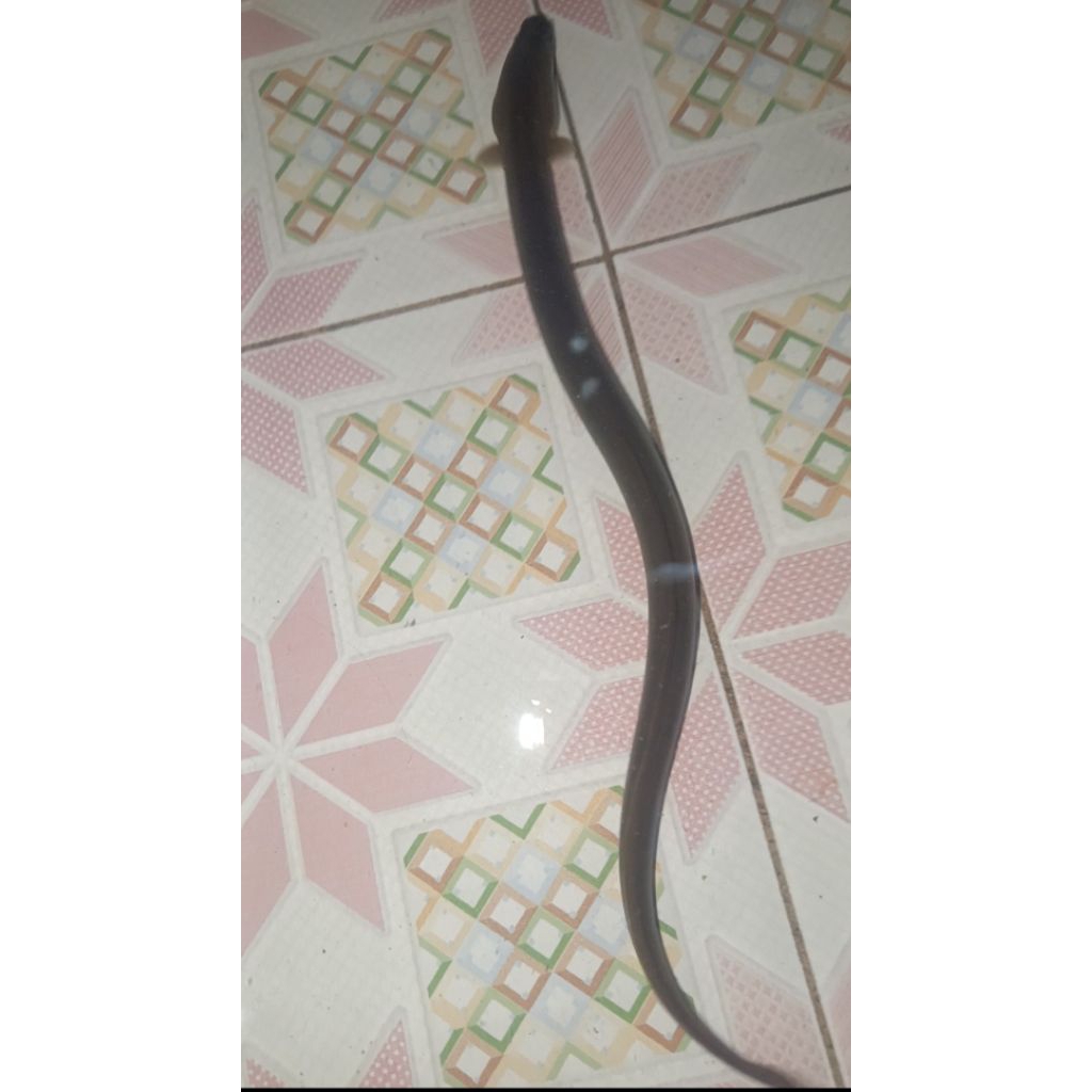 Ikan sidat 4 ekor ( 30 gr"+ per ekor ) Anguilla Bicolor