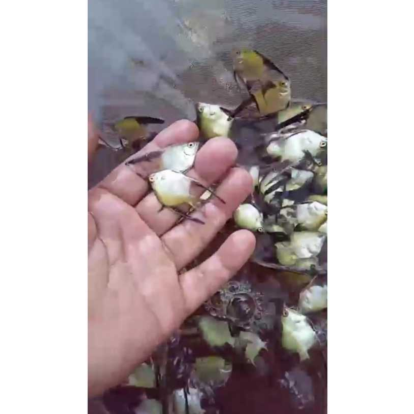 Ikan manfish BSP/manfish bulgarian seal point 3cm