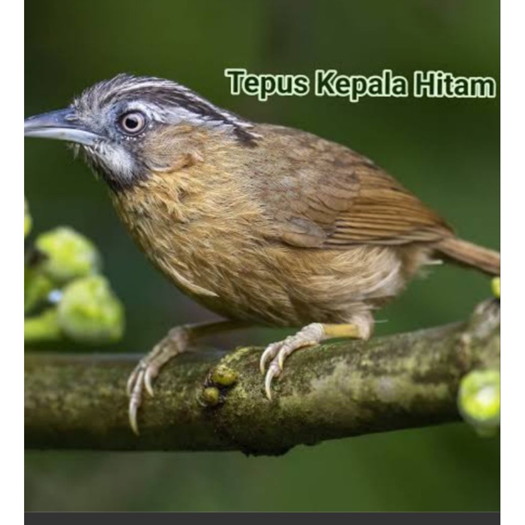 wambie mini lokal/wambi mini