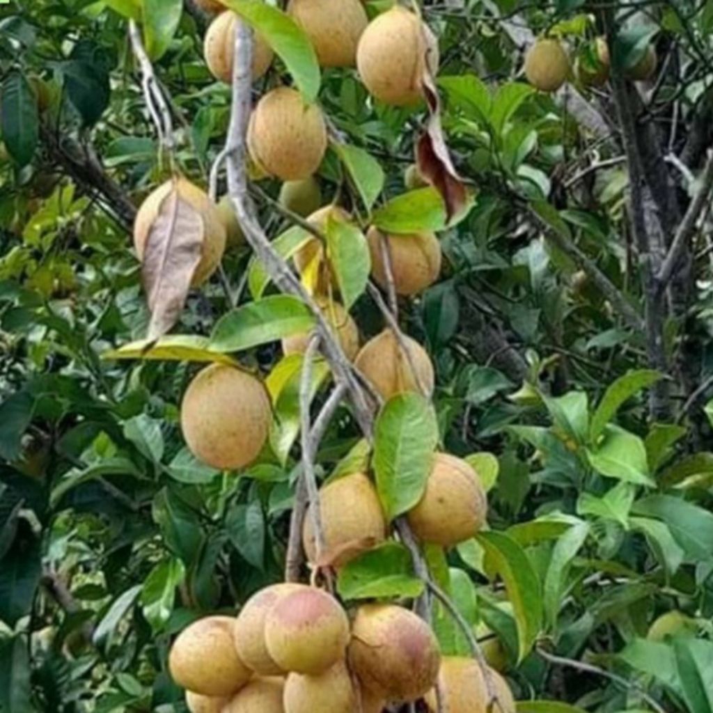 

Buah Pala Segar langsung Petik dari pohon 1kg