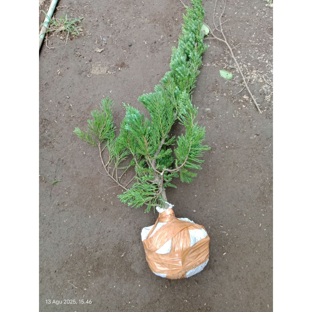 bahan bonsai cemara sinensis