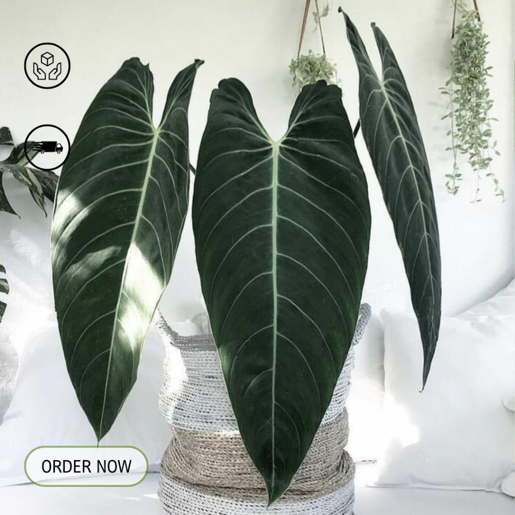 Philodendron melanochrysum / tanaman philodendron melano