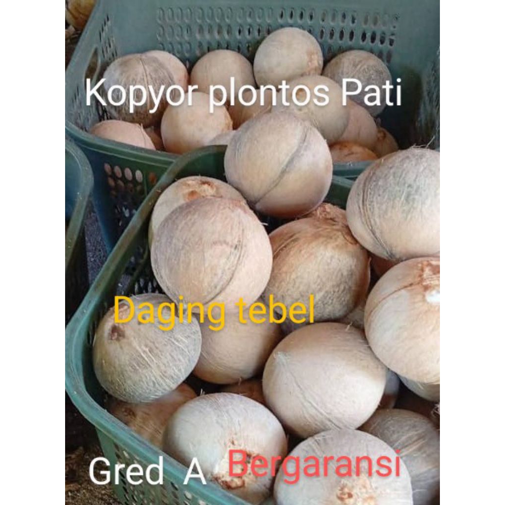 

kopyor pati UK 44-47cm kupas plontos