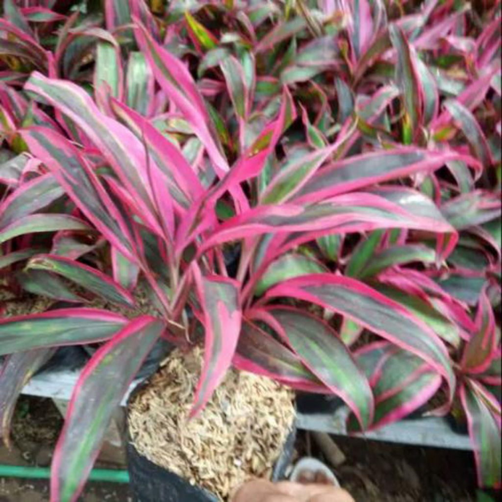 tanaman hias andong merah mini / andong merah / andong merah kriwil