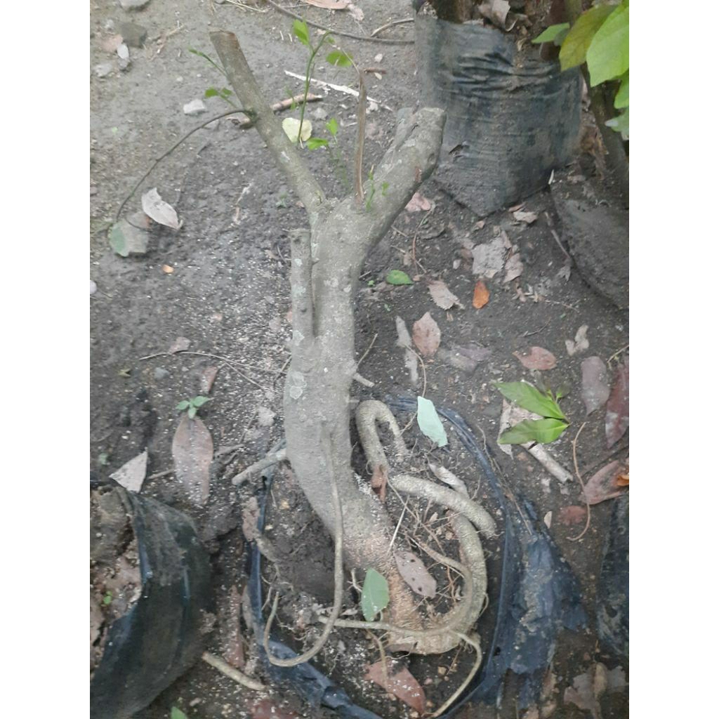 bahan bonsai asem londo realpic