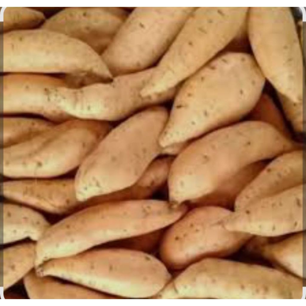 

UBI Cilembu asli madu ukuran sedang 1 kg mentah dengan rasa manis danpulen