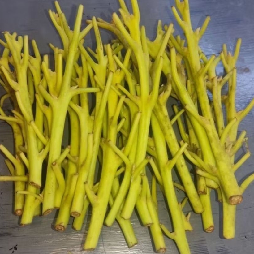 COD Entres Stek Okulasi Alpukat Alpuket All Varietas Multiklon Siger Aligator Miki Mentega Dll I Val