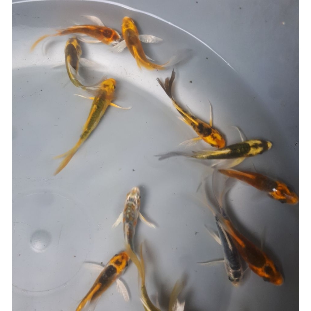 koi metalik kumpay per paket 20ekor 7/8cm