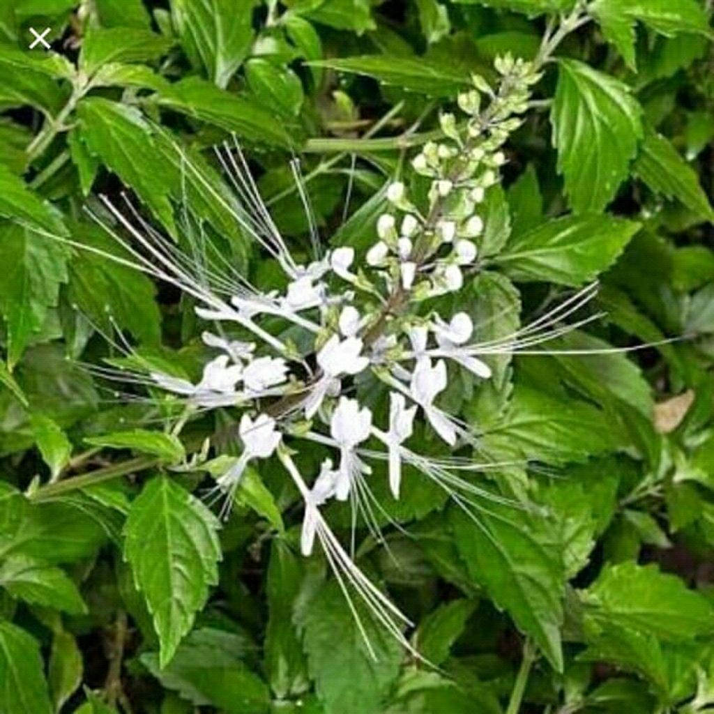 

daun kumis kucing (100gram)/kumis kucing segar dipetik saat order masuk/daun herbal/murah