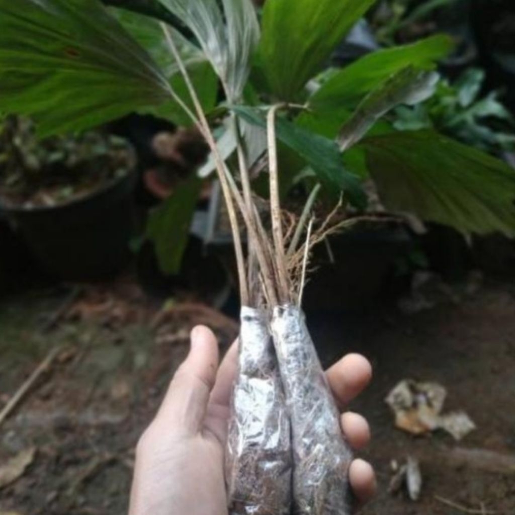 50bibit pohon aren genjah siap tanam aren hibrida genjah