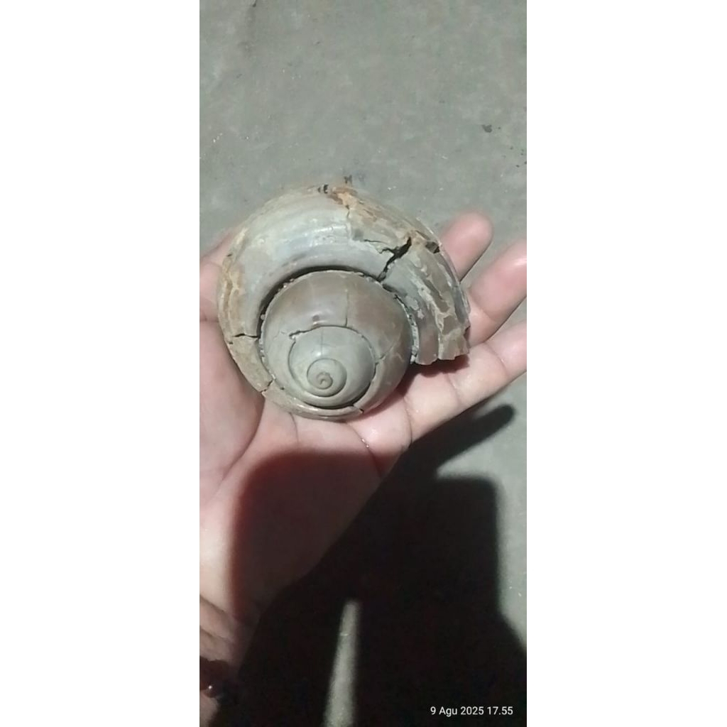 keong buntet besar asli alam temuan sungai