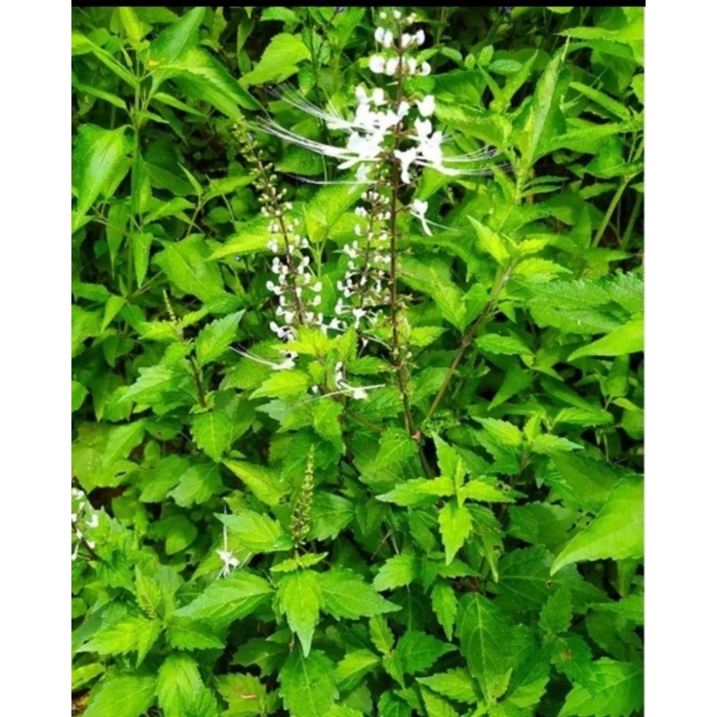 

daun kumis kucing segar paket 1,KG