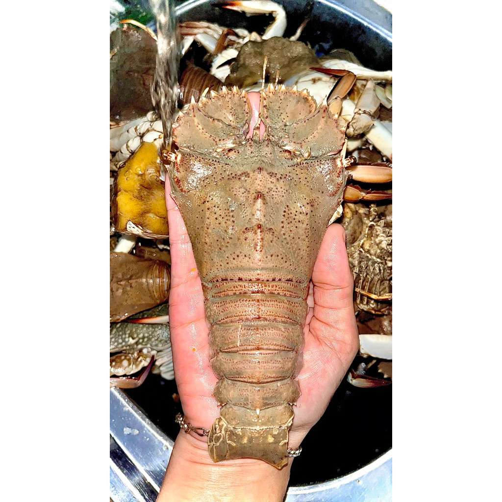 

Udang Kipas kualitas Eksport 1kg