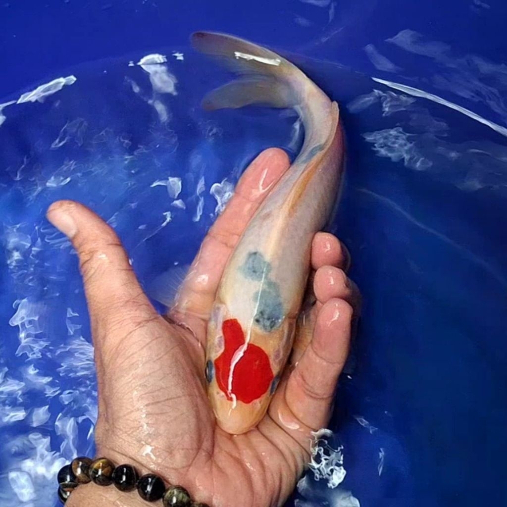 Ikan Koi Blitar Jenis Tancho / Rumah Koi Jakarta / kode 007