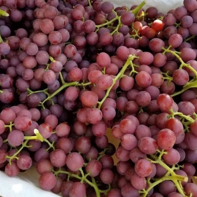 

INSTAN KOTA JAMBI Anggur Ungu Segar 250gr