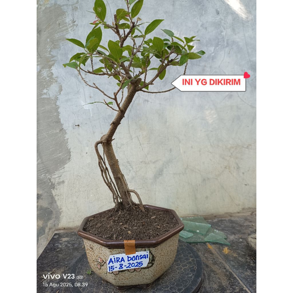 bahan bonsai iprik the max