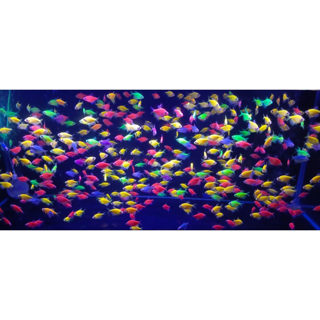 

Gambar glofish warna - warni isi 25 pcs
