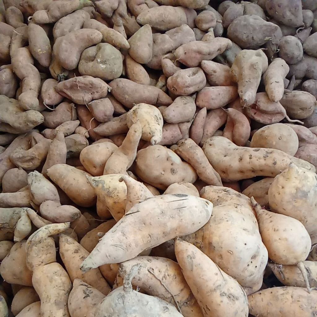 

ketela tela rambat , ubi jalar , telo rambat 1kg & 2kg