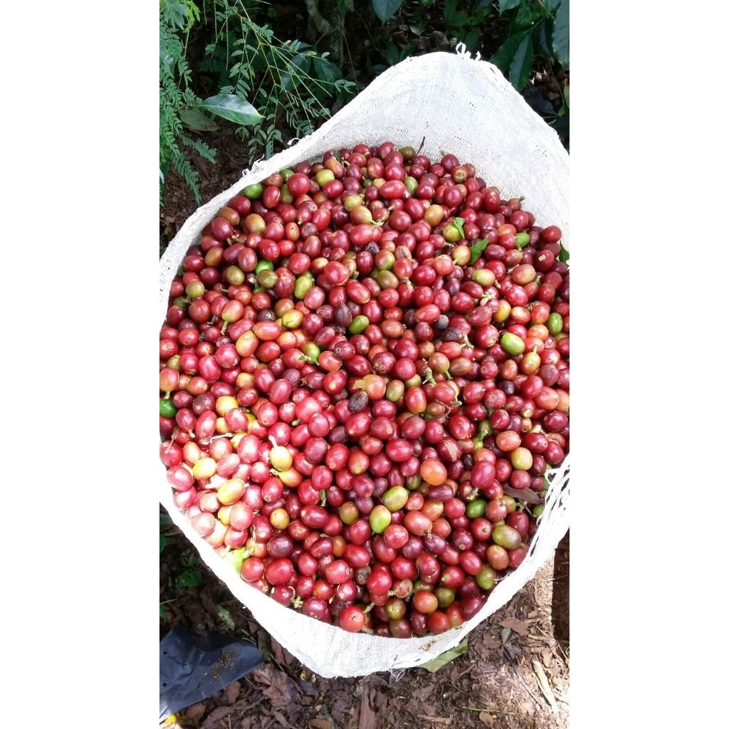 

Buah Kopi CIWIDEY 1KG