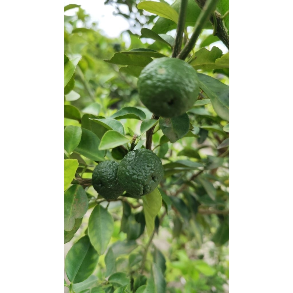

Jeruk sate asli dan segar