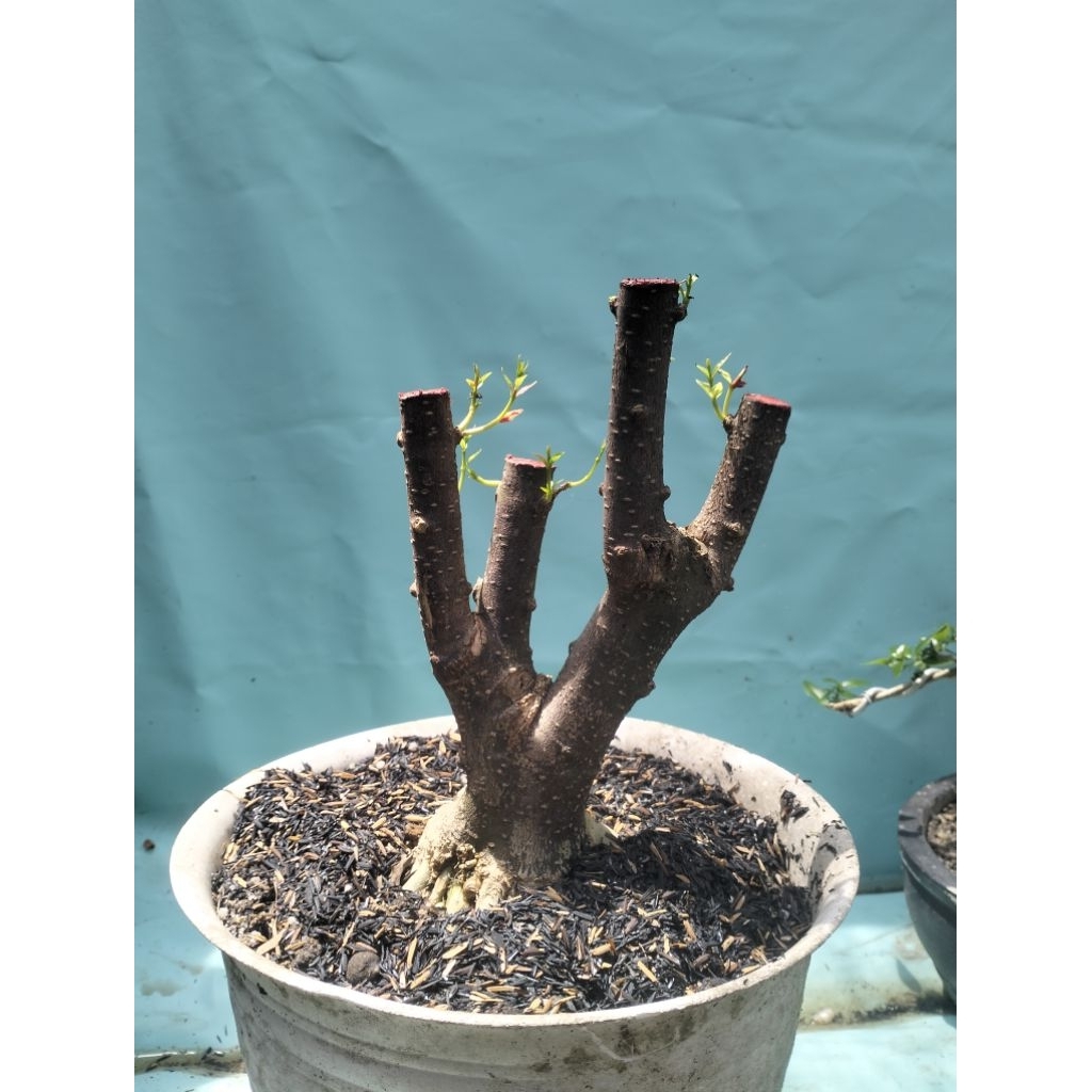 anting putri bahan bonsai