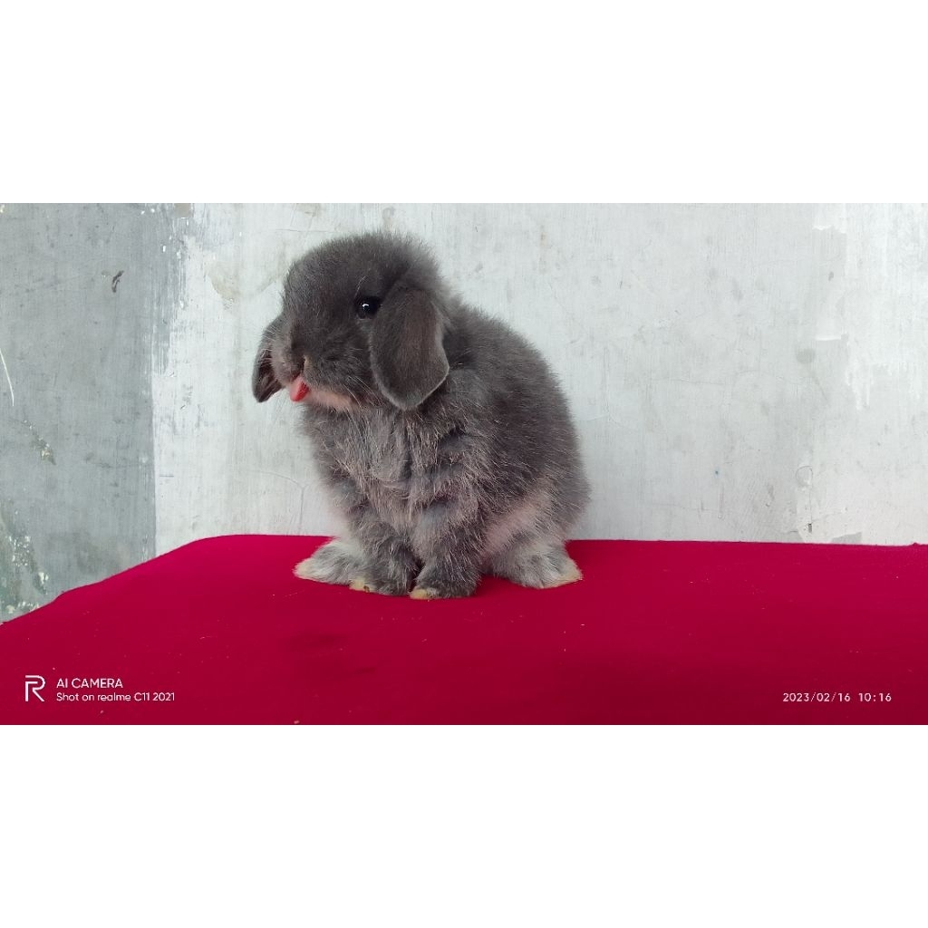 kelinci lucu jenis Holland lop