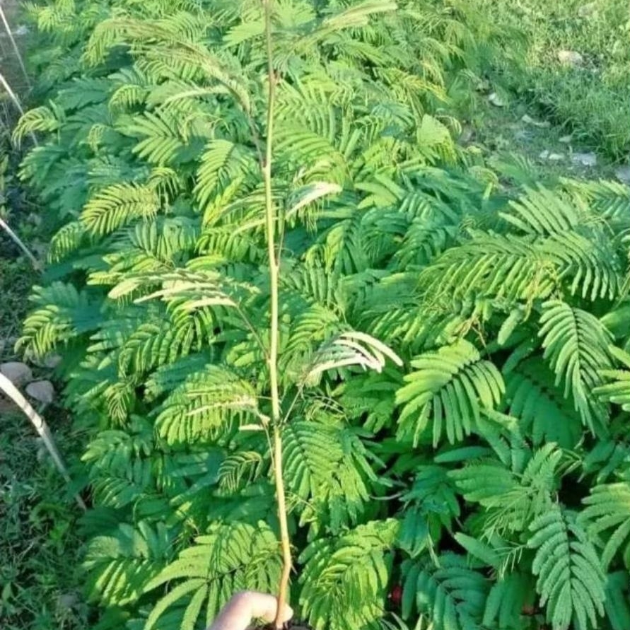 BIBIT TANAMAN KALIANDRA/Kaliandra pakan ternak(kambing,sapi,dll) Bibit Calliandra