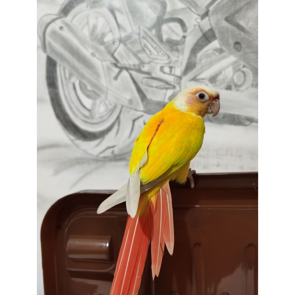 GCC YSC Pineapple Cinamon Tourqouise Conure