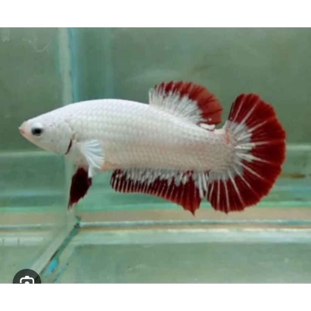 Cupang fm/female red dragon snow guys full telurr siap kawin guys
