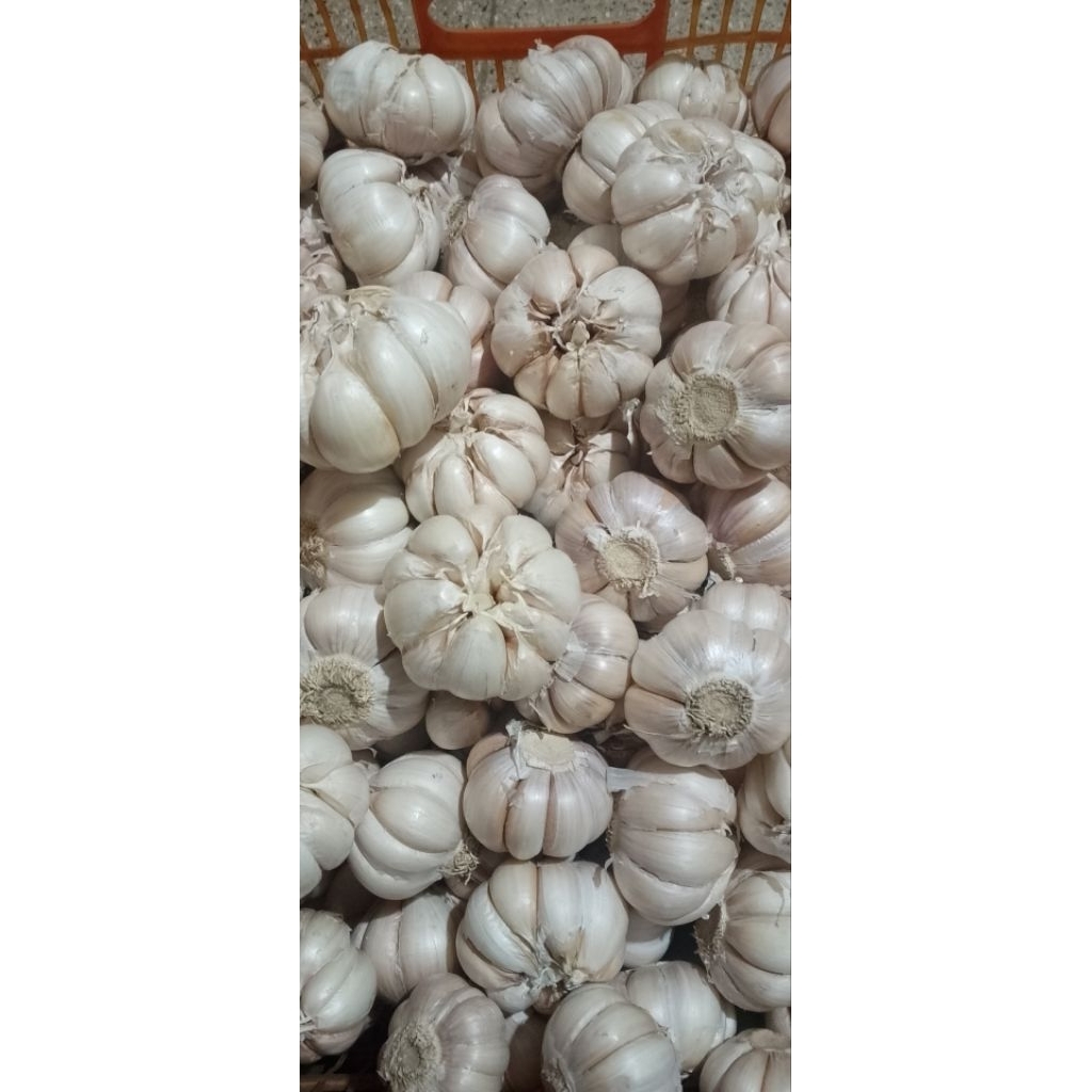 

bawang putih 500 gram