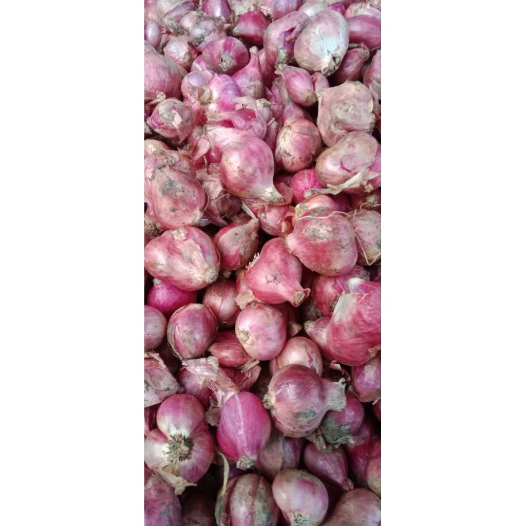 

bawang merah