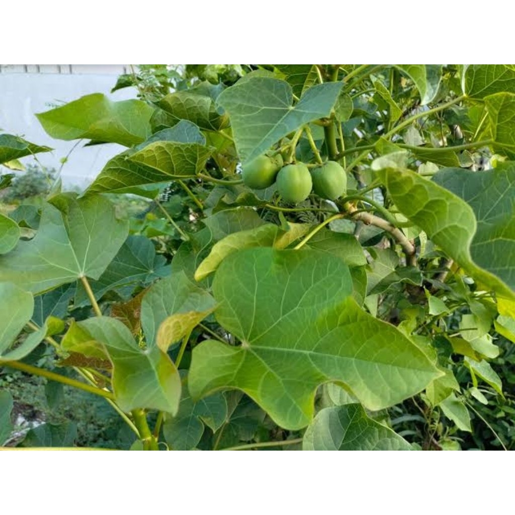 

buah jarak fresh segar banyak khasiat manfaat